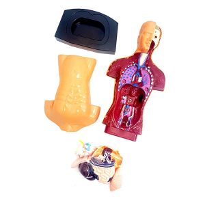 The Human Body İnsan Vücudu 3D Eğitim Seti 3301