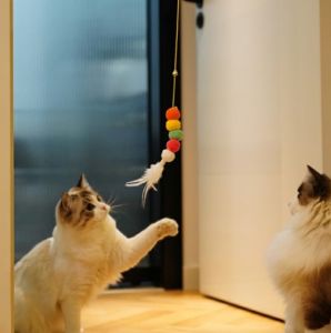 Elastik Kendinden Yapışkanlı Solucan Kedi Oltası