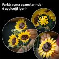11502 Lego Botanicals Ayçiçeği Buketi 686 parça +18 yaş