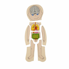 Woody Oyna Öğren Katmanlı İnsan Vücudu Ahşap Puzzle 4 x 7 Parça